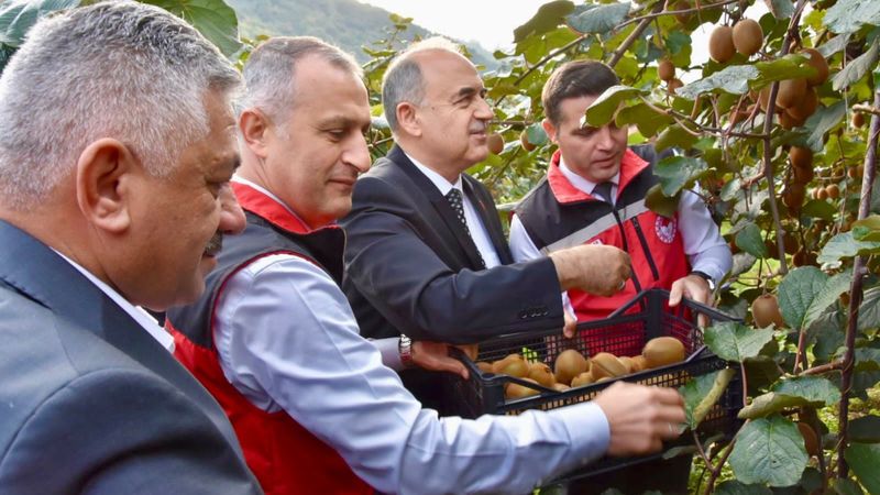 Ordu kivisinin hasadından ekonomiye 520 milyon TL katkı