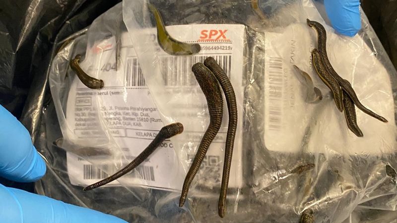 İstanbul Havalimanı'nda yurda sokulmaya çalışılan 5 bin adet sülük x-ray cihazına takıldı