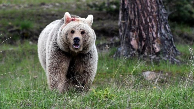 Japonya'da ayı kabusu: Emekli polis ve askerler göreve çağrıldı