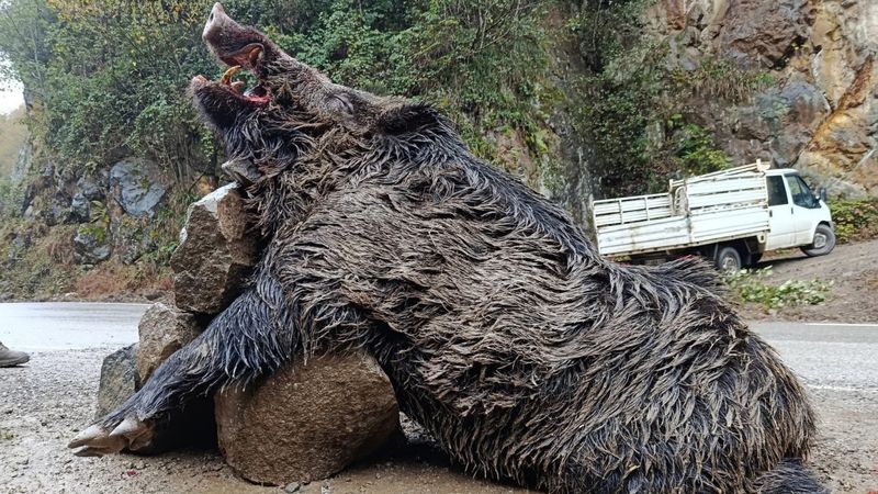 Trabzon'da sürek avında 300 kilogramlık yaban domuzu vuruldu