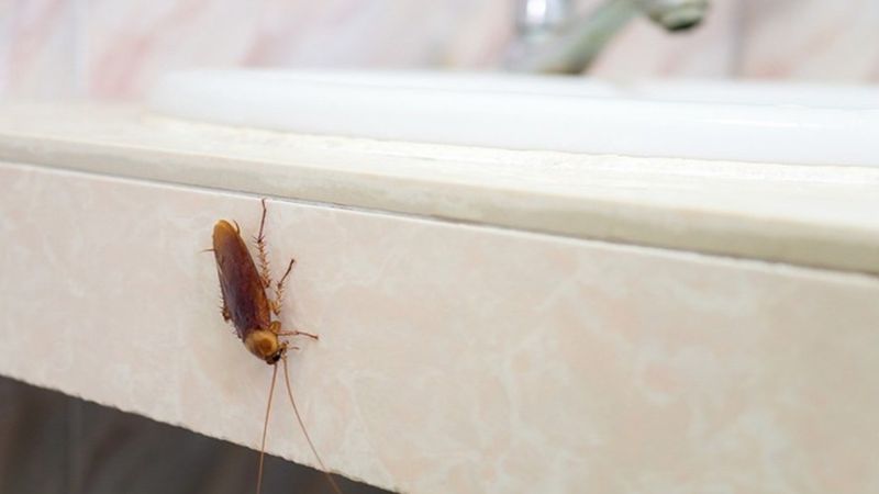 Evde varsa hemen atın: Meğer hamam böcekleri buna bayılıyormuş