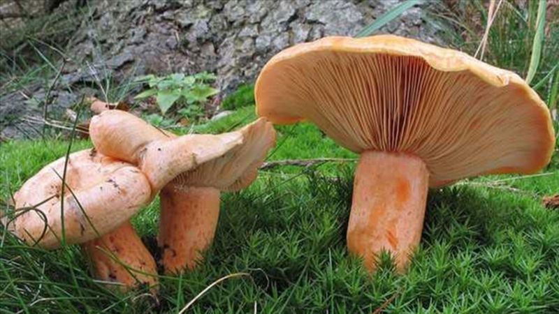 Mantardan böyle bir sıvı akıyorsa dikkat: Rengini bilin, zehirlenmeyin...