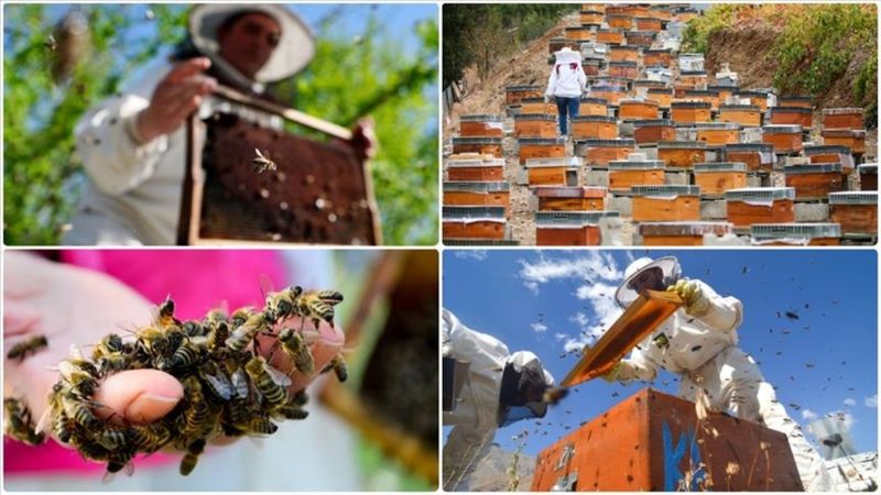 Doğu Karadeniz'in bal ihracatı 1,8 milyon doları aştı