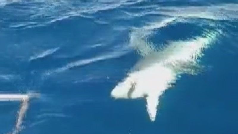 Hatay'da köpek balığı korkuttu: Balıkçıllar 1 saatlik mücadeleyle kurtuldu