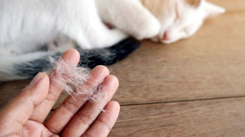 Evcil hayvan sahiplerinin hayatını kurtaran taktik: Koltuk ve halılardaki tüyleri saniyeler içinde temizliyor