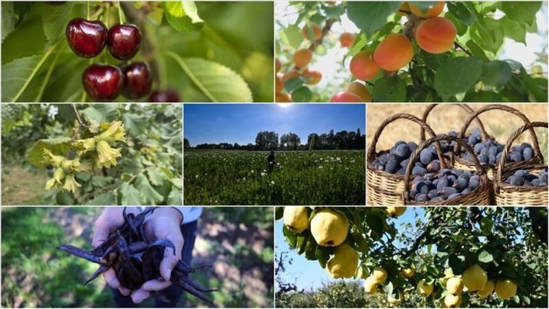 Türkiye tarımda 7 üründe dünya lideri, 22 üründe ilk üçte