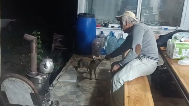 Tokat'ta tilki ile dostluğu gülümsetiyor