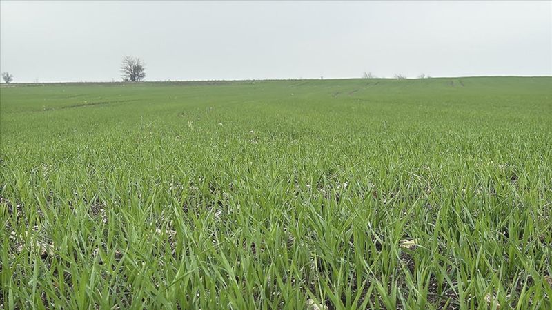 Trakya'da çiftçilerin buğday ekim mesaisi