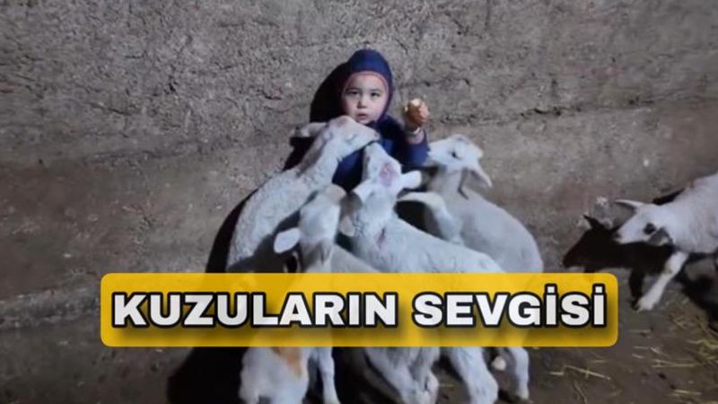 Etrafını kuzular sardı; O anlar içleri ısıttı...