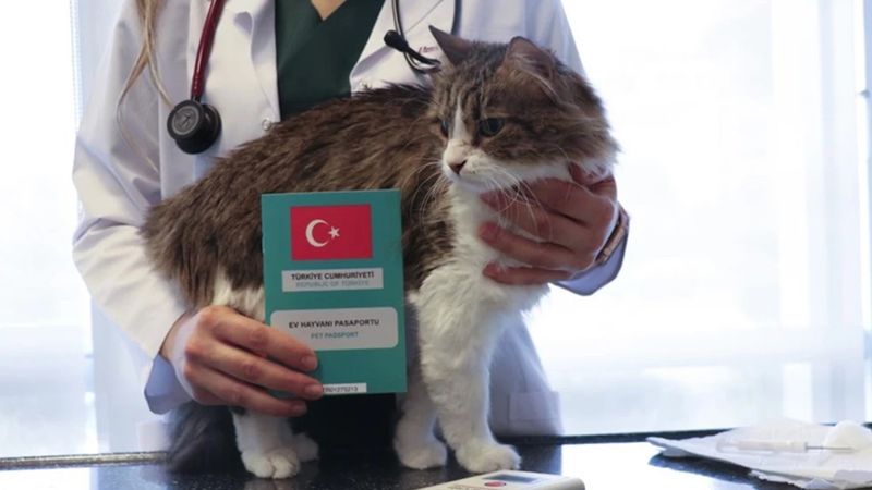 Evcil hayvan sahipleri için son uyarı! 31 Aralık’a kadar yaptırmayan yandı