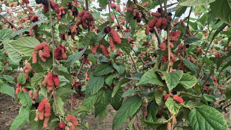 Mersin'de hasadı başlayan karadutun yüzde 70'i ihraç ediliyor
