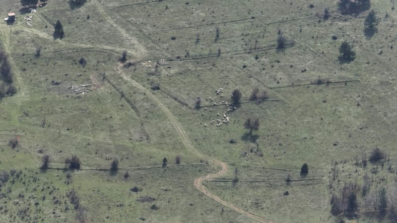 Bolu’da kayıp hayvanlar drone yardımı ile bulundu