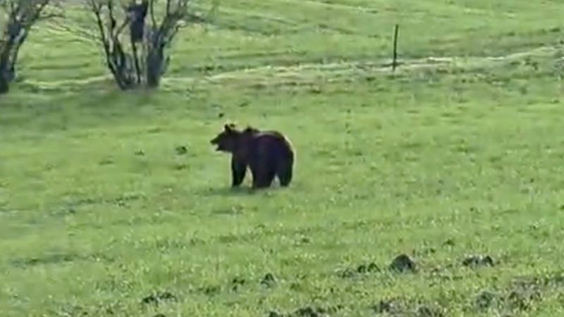 Çanakkale'de köy yoluna inen ayıyı bağırarak korkuttu