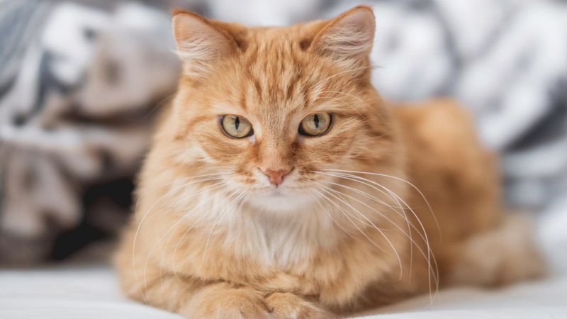 Fransa'da dünyanın ilk ev hapsi alan kedisi unvanının sahibi oldu