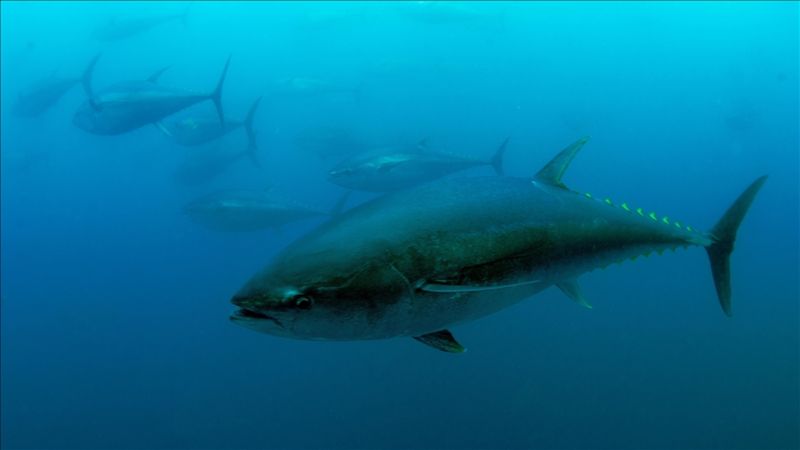 Mavi yüzgeçli orkinos kotasında yüzde 20 artış: Sektöre 400 milyon lira ek gelir