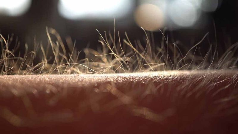 Rüyada kıl (tüy) görmek ne demek? Rüyada kıl kesmek, kıl kopartmak, kıllanmak anlamları...