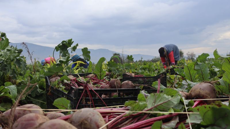 İzmir'de kırmızı elmas mesaisi