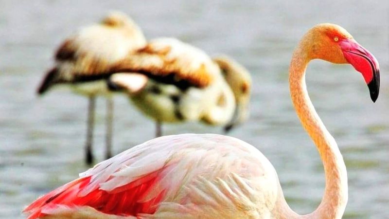 Mersin Göksu Deltası, göçmen kuşlarla doldu