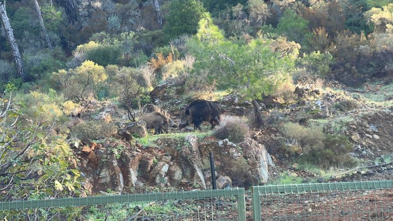 Marmaris'te domuz sorunu giderek büyüyor: Bu defa mezarlıklara dadandılar