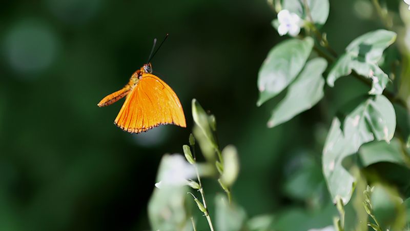 Konya’da Şebiarus Haftası için Tropikal Kelebek Bahçesi hazır