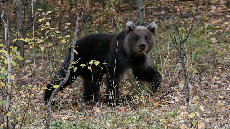 Japonya'da ayı saldırıları 230'a ulaşarak rekor kırdı