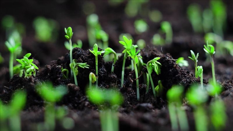 Aralık'ta ne ekilir/dikilir? Evde kolayca yetişebilen bitkiler...