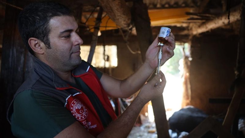 Muğla'da şap hastalığı nedeniyle 11 mahalle karantinaya alındı