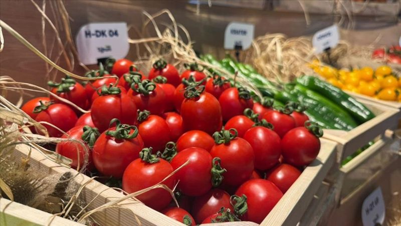 Domates, biber ve salatalık tohumları Türkiye'den yurt dışına gidiyor