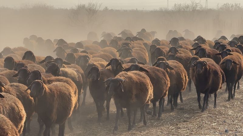 Ağrı Dağı çevresindeki otlaklarda damızlık koyun yetiştiriliyor