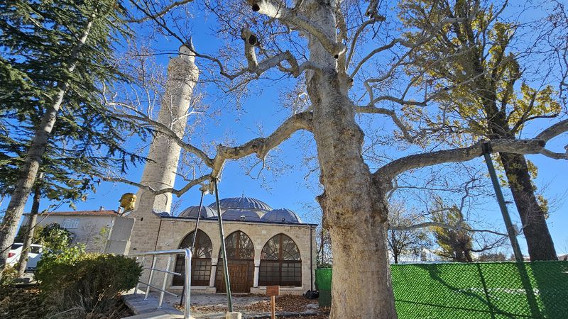 Harput’un 300 yıllık çınarı zamana direniyor