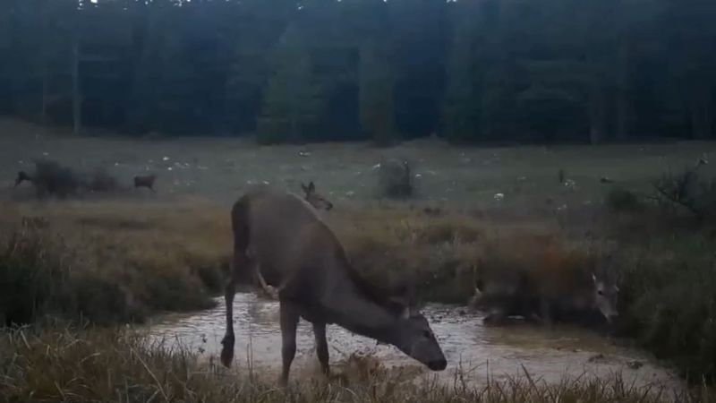Fotokapanlar kaydetti: Kızıl geyiklerin su başındaki dansı büyüledi