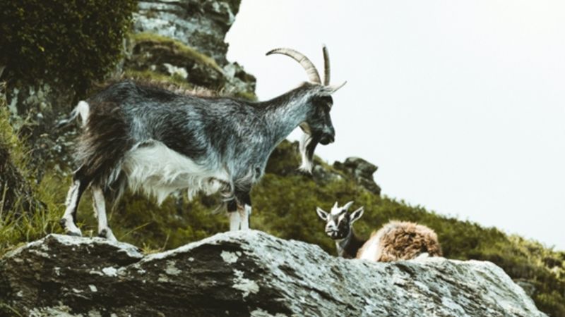 Kayseri'de yaban keçisi avlayana 953 bin 82 lira ceza kesildi