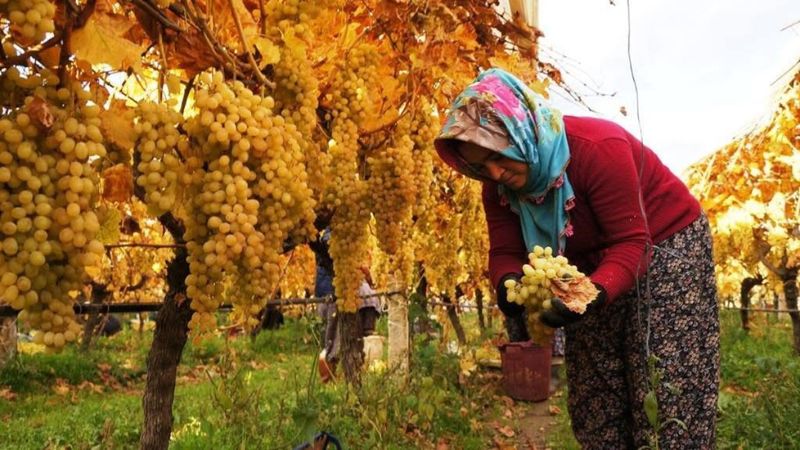 Manisa'da üzüm hasadı sürüyor