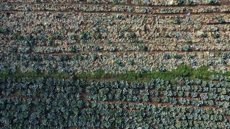 Turşusu, dolması, çorbası… Hasadı başladı: Kilosu 200 TL’den satılıyor