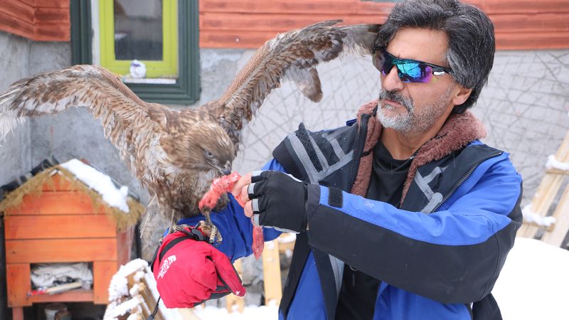 Hakkari'de doğaya bıraktığı kızıl şahin geri döndü