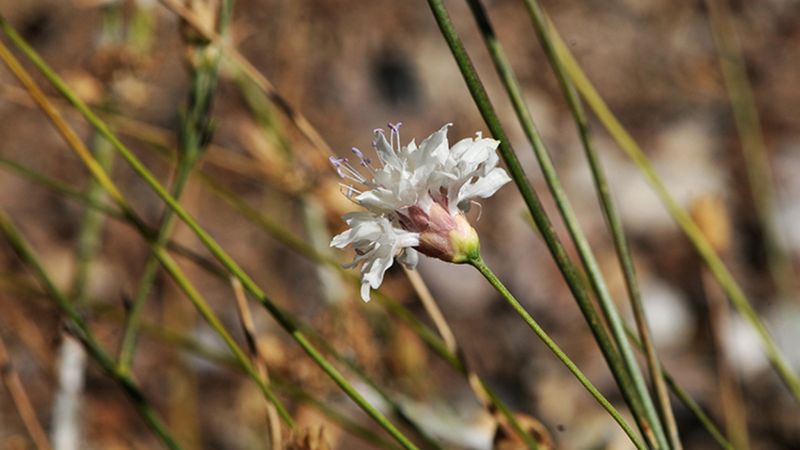 Muğla'da emekli öğretmenin doğa merakı, yeni bitki türünü ortaya çıkardı