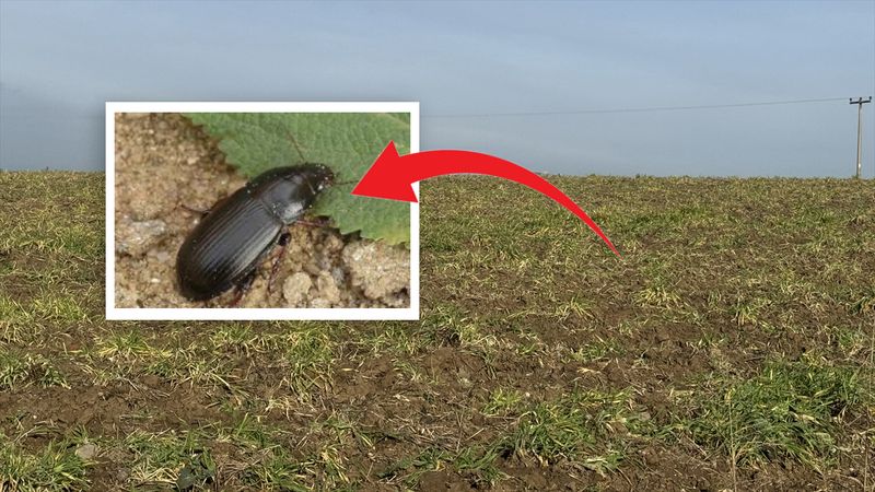 Bir böcek gitti, diğeri geldi: Uzmanlardan “ekin kamburu” uyarısı