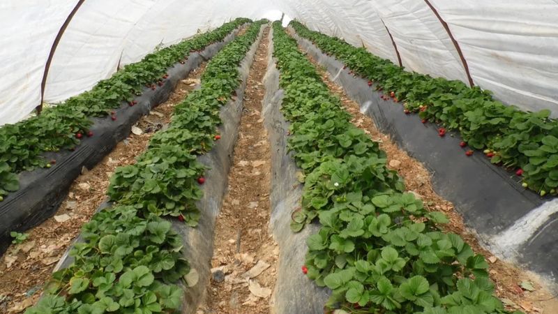 Yaz meyvesinde kış hasadı başladı: Tarlada 150, tezgahta 300 TL...