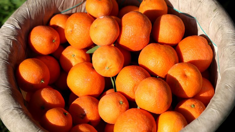 En ucuz meyve seçildi: İşte fiyatı...