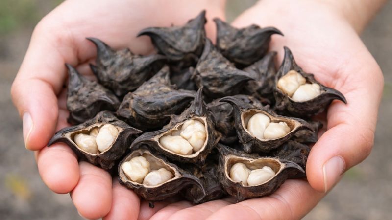 Sosyal medyayı şaşırttı! Su kestanesi (Trapa natans) nedir, yenir mi?