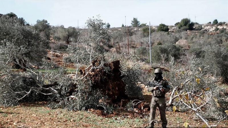 İsrail, Batı Şeria’da bir haftada 3 binden fazla ağaca zarar verdi