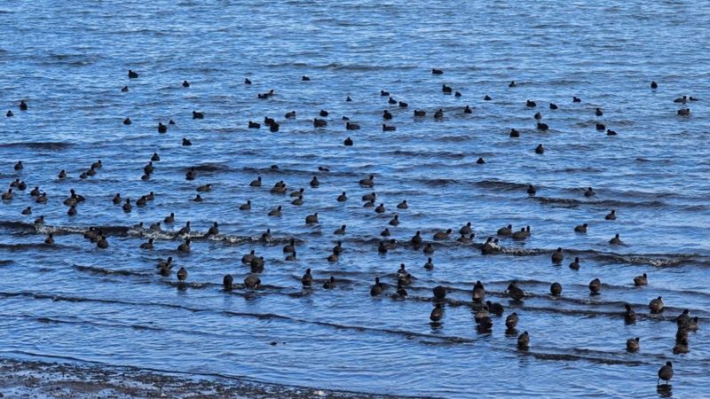 Burası Antarktika değil, Kars! Yerli penguenler iş başında...