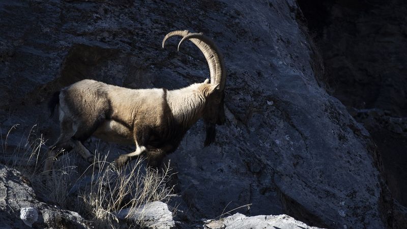 Yaban keçileri karla birlikte Munzur’a indi