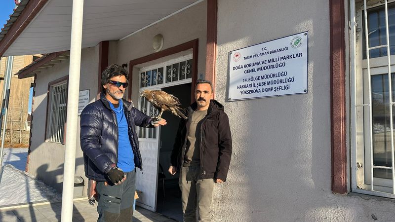 Hakkari'de geri dönen kızıl şahini ekiplere teslim etti