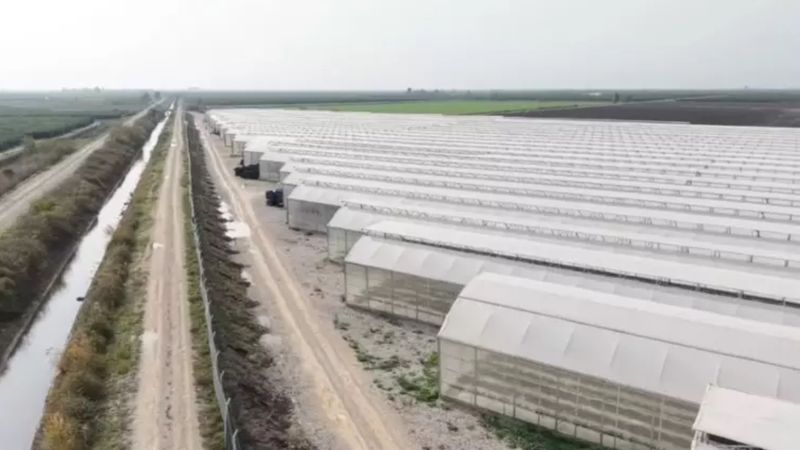 Tarlada yeni dönem: Yapay zekayla üretildi, 7 ülkeye ihraç ediliyor