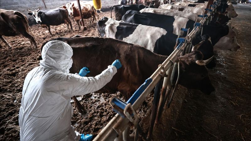 Sakarya'da 37 mahallede şap karantinası