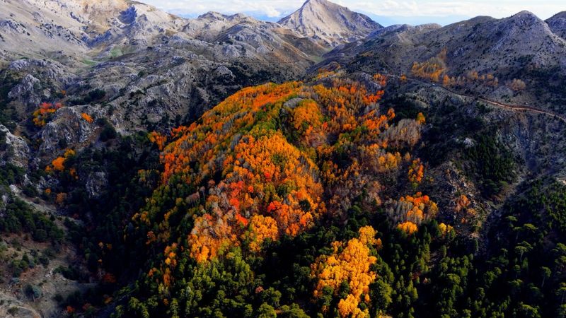 Denizli'de ormanlarda sonbahar renkleri hakimiyetini koruyor