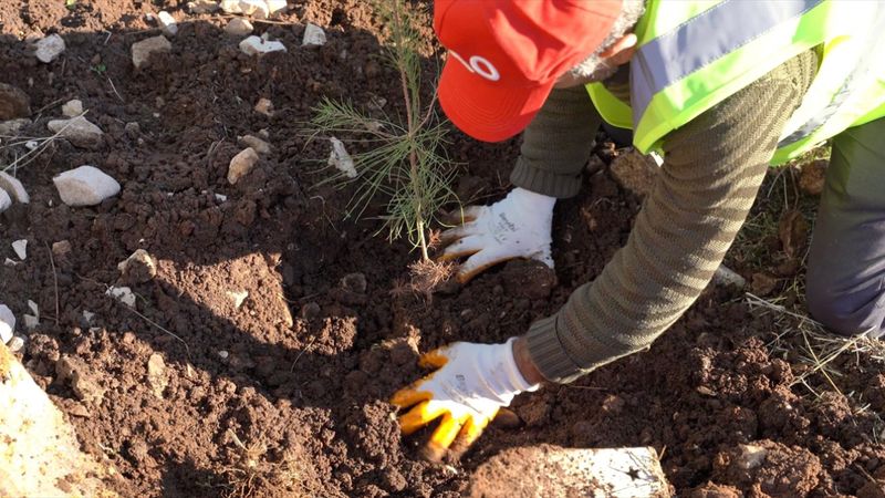 Gabar’da Petrolün Yanına Yeşil Dokunuş: 100 Bin Fidanlık Seferberlik
