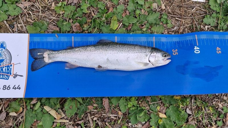 Derbent Barajı’nda gökkuşağı alabalığı için olta atıldı