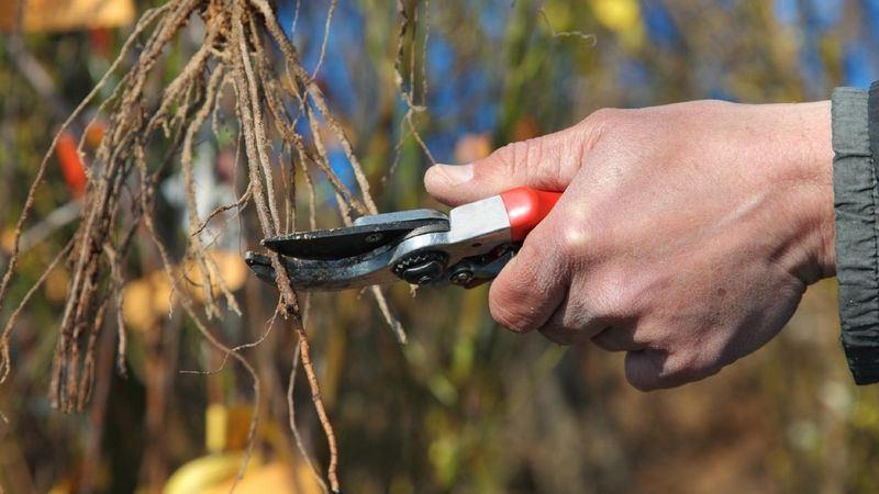 Aralık ayında bu yöntemi uygulayanlar, yazın kova kova kiraz topluyor